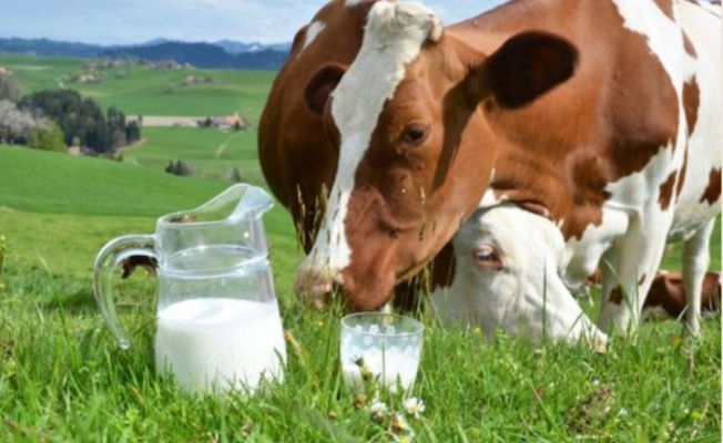 En Sık Alerjiye Neden Olan Besin: İnek Sütü