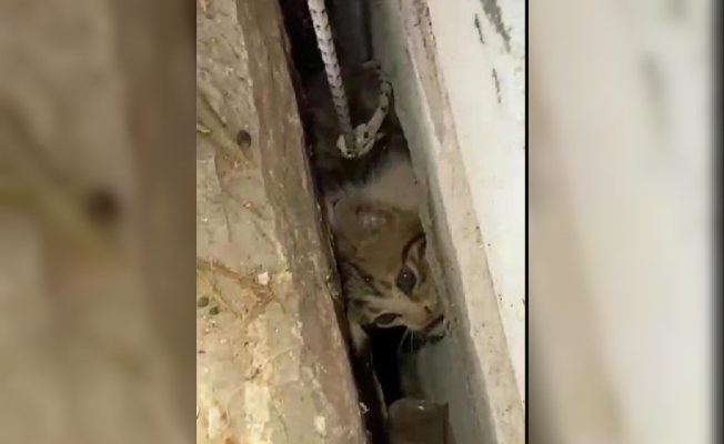 İki duvar arasına sıkışan kediyi itfaiye kurtardı
