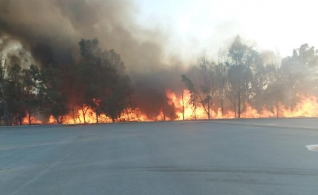 Sasalı Doğal Yaşam Parkı'nın yanındaki ormanda çıkan yangın kontrol altına alındı