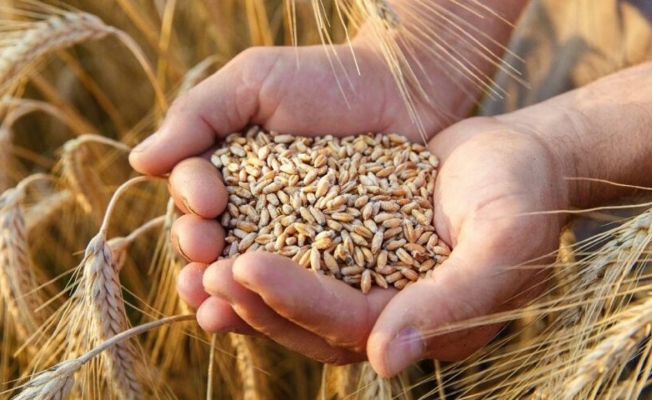 Türkiye Venezüela’da buğday üretecek