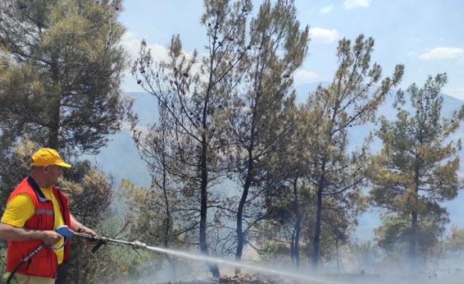 Manisa'da orman yangını; 2 hektardaki kızılçam yandı
