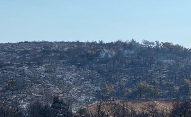Manisa'daki orman yangını 13,5 saat sonra kontrol altında