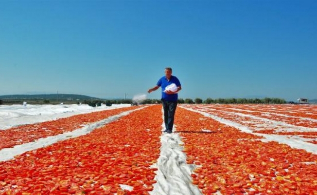 ABD ve Avrupa'nın kuru domatesi, Manisa'dan