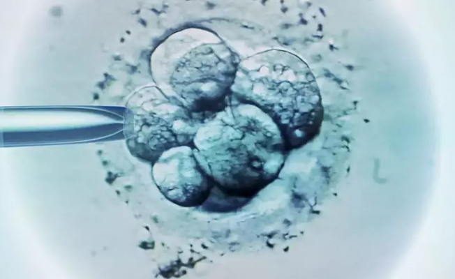 İsrailli araştırmacılar yumurta ve sperm kullanmadan sentetik embriyo geliştirdi