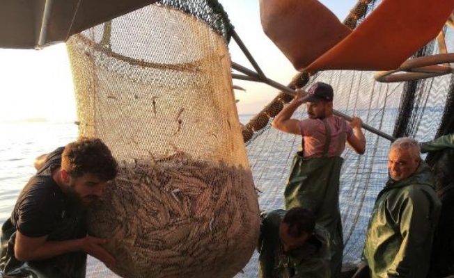 Balıkçılar 'Vira bismillah' dedi, ağlardan tirsi ve sardalya çıktı
