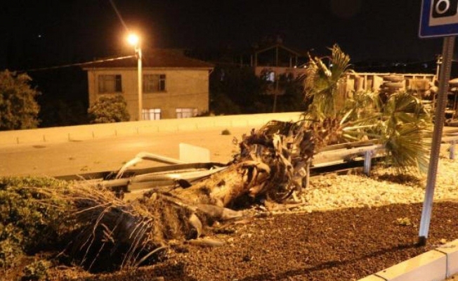 Refüjdeki palmiye ağacına çarpan kamyonetin sürücüsü öldü