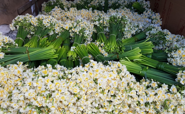 Karaburun'dan Türkiye'nin dört bir yanına Nergis çiçeği