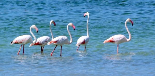 Kuruma tehlikesi bulunan göl flamingolarla renklendi