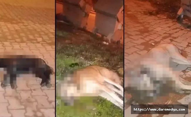 Aydın'da kan donduran olay! 5 köpek zehirlenerek öldürüldü
