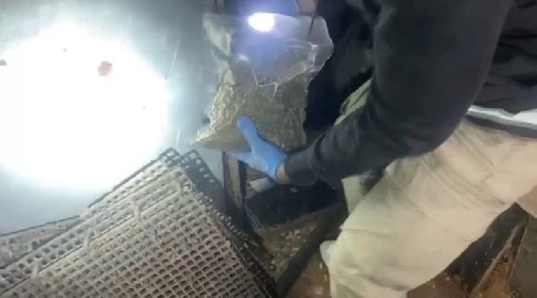 Sultanbeyli'de uyuşturucu operasyonu: 12 kilo bonzai ele geçirildi