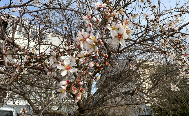 Edirne'de ‘yalancı bahar'a aldanan meyve ağaçları çiçek açtı
