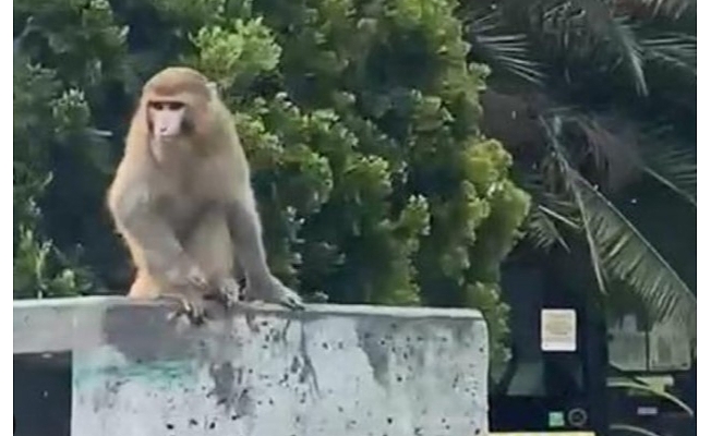 Fatih'te firari maymun neye uğradığını şaşırdı!
