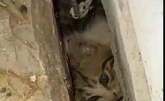 İki duvar arasına sıkışan kediyi itfaiye kurtardı