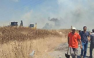 İzmir'deki orman yangını bir zeytinliğe ve çiftliğe de sıçradı