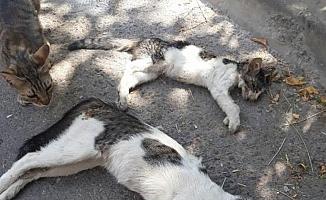 Manisa'da zehirlendikleri öne sürülen 15 kedi ile 1 köpek ölü bulundu