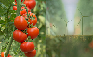 Yenilenebilir enerjiyle cam serada domates üretiliyor