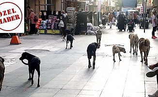 TBMM'YE DİLEKÇE YAĞIYOR... Sokaktaki köpek sayısı 10 milyonu geçti!