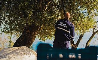 Milas'ta 'kaliteli yağ' için zeytin hasadı sürüyor