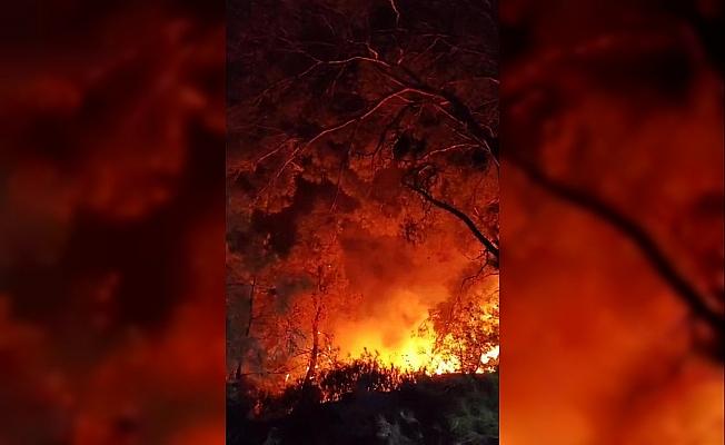 Menderes'teki orman yangınında 260 hektar alan etkilendi