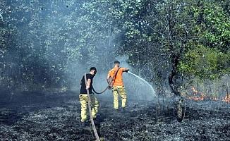 Edirne'de orman yangını!