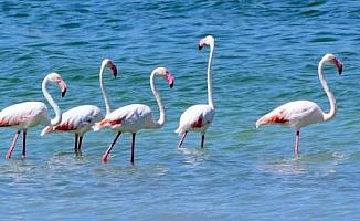 Kuruma tehlikesi bulunan göl flamingolarla renklendi