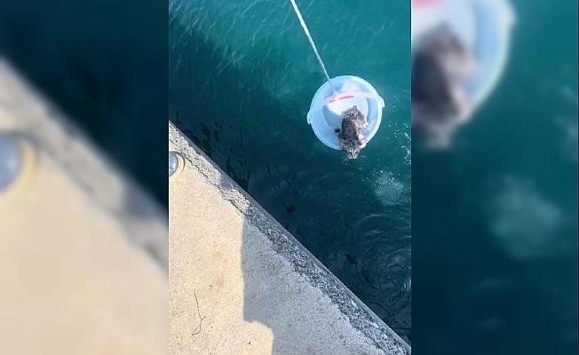 Sarıyer'de denize düşen yavru kediyi çevredekiler kurtardı