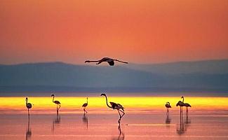 Flamingoların sıcak bölgelere göçü başladı