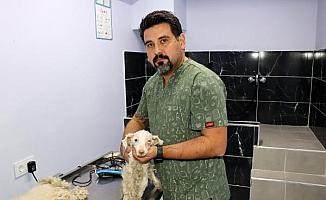 Barınak kapısına bağlanarak terk edilen yaralı köpek, tedaviye alındı