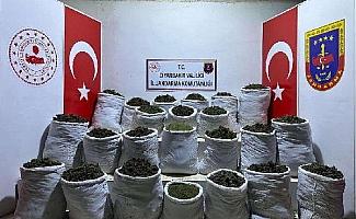 Diyarbakır’da 435 kilo esrar, 632 bin kök kenevir ile skunk ele geçirildi: 3 gözaltı