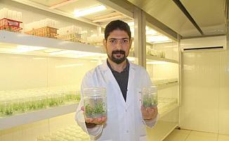 Laboratuvarda hastalığa ve kuraklığa dayanıklı bitkiler klonlanıyor