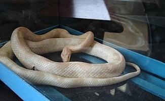 Mısır yılanı ve tarantulayı satmak isterken yakalandı