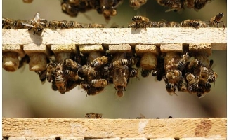 61 bin 885 arı kovanına beyaz şeker desteği