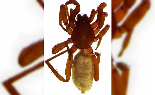Antalya'da 8 yeni örümcek türü keşfedildi