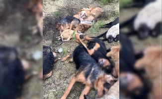 Bilecik'te 14 köpeği öldüren şüpheliler belediye çalışanı çıktı