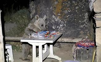 Piknikte davetsiz misafir; sofralarını ayılara bırakıp kaçtılar