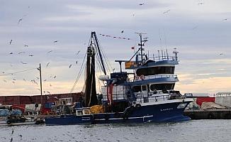 Tekirdağlı balıkçılar, 12 ton kolyoz avladı