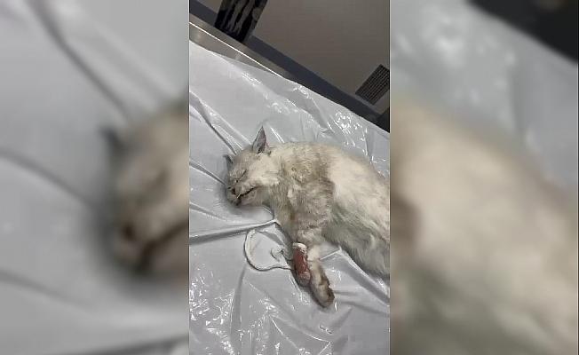 Veteriner kliniğinde ihmal iddiası; ölen kedisini polis eşliğinde teslim alıp otopsiye gönderdi