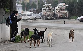 Ankara Valiliği'nden belediyelere 'sokak hayvanları' talimatı