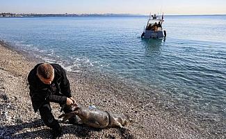 Antalya'nın Konyaaltı sahili açıklarında ölü yavru Akdeniz foku bulundu