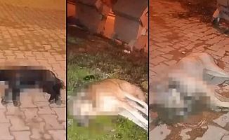 Aydın'da kan donduran olay! 5 köpek zehirlenerek öldürüldü