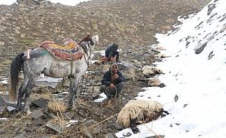 Kurtlar sürüye saldırıp, 65 koyunu öldürdü