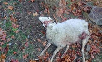 Manisa'da kurt saldırısında 4 koyun öldü