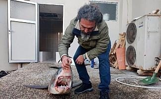 Mersin'de kıyıya vuran nesli tükenme tehlikesi altındaki köpek balığı öldü