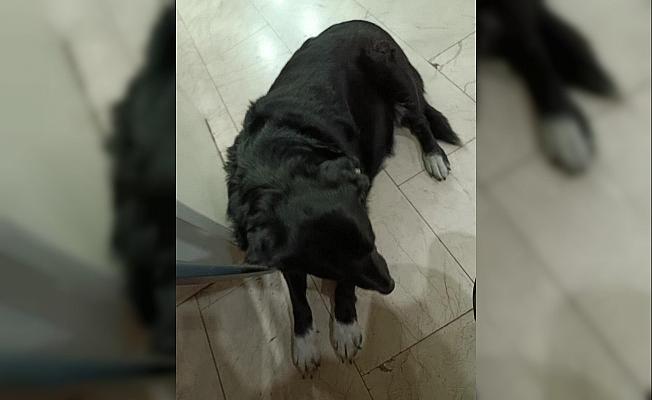 Çiğli’de 13 köpek zehirlendi; 11'i öldü