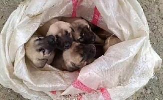 15 yavru köpek ağzı bağlanan çuvallara koyulup terk edildi