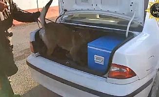 Durdurulan otomobilde 6 kilo skunk ele geçirildi; 1 tutuklama