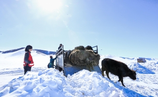 Moğolistan'da son 50 yılın en sert kışı; yaklaşık 5 milyon hayvan hayatını kaybetti