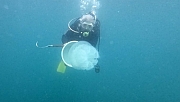Antalya Körfezi’nde denizanası yoğunluğu